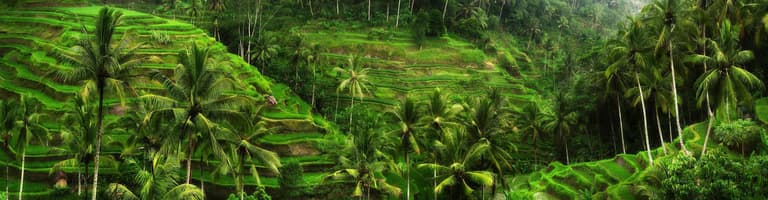 Taro, אינדונזיה