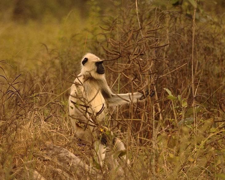 Κάνχα, Ινδία