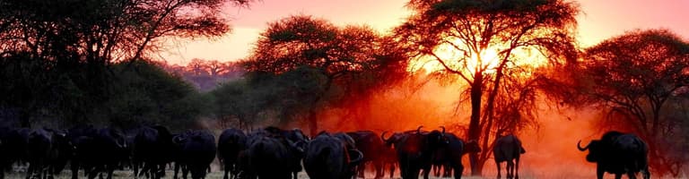 Arusha