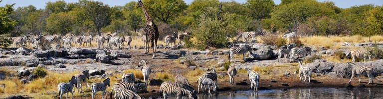 Etosha Nationalpark, Namibia
