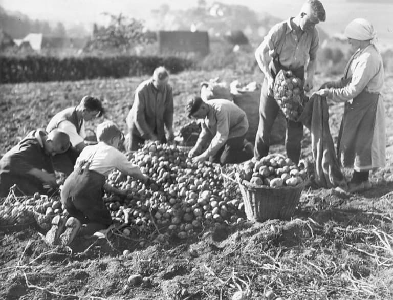 Image - Potato Holidays